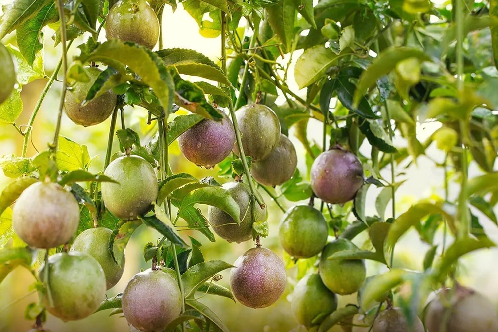 DỰ ÁN TRÁI CHANH DÂY