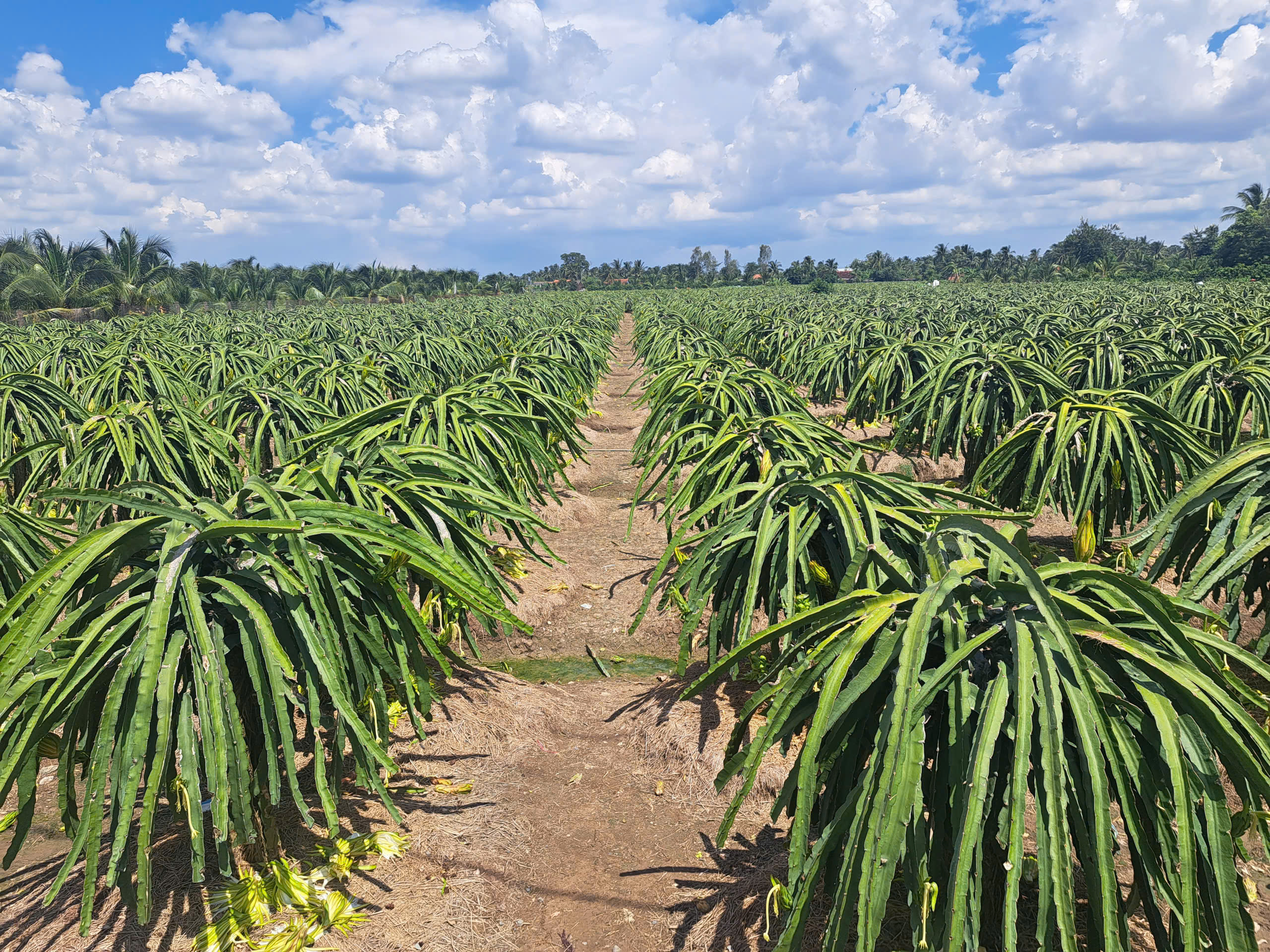 Tham quan vùng nguyên liệu