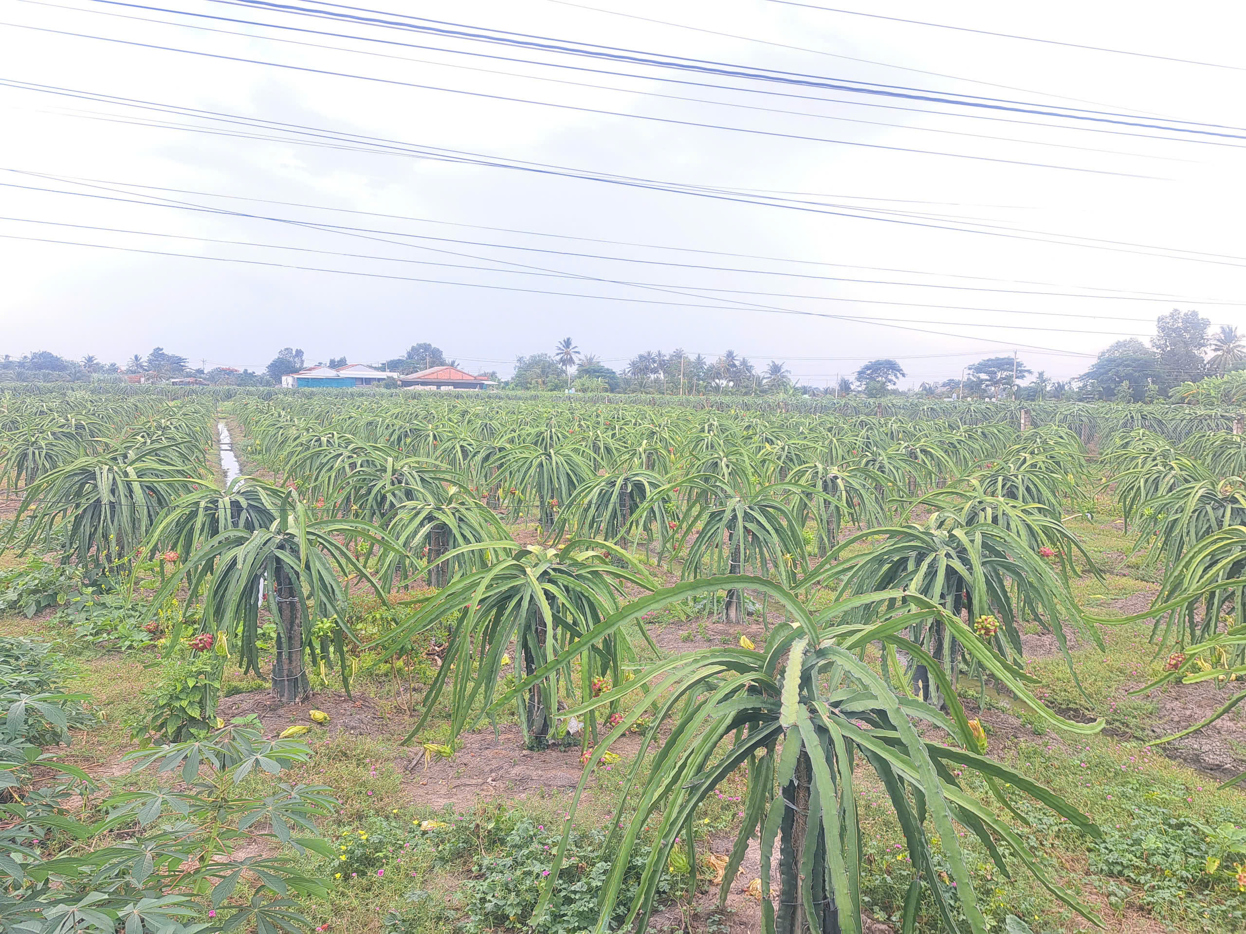 Nguồn nguyên liệu tinh tuý từ thiên nhiên mang đến sự tươi ngon