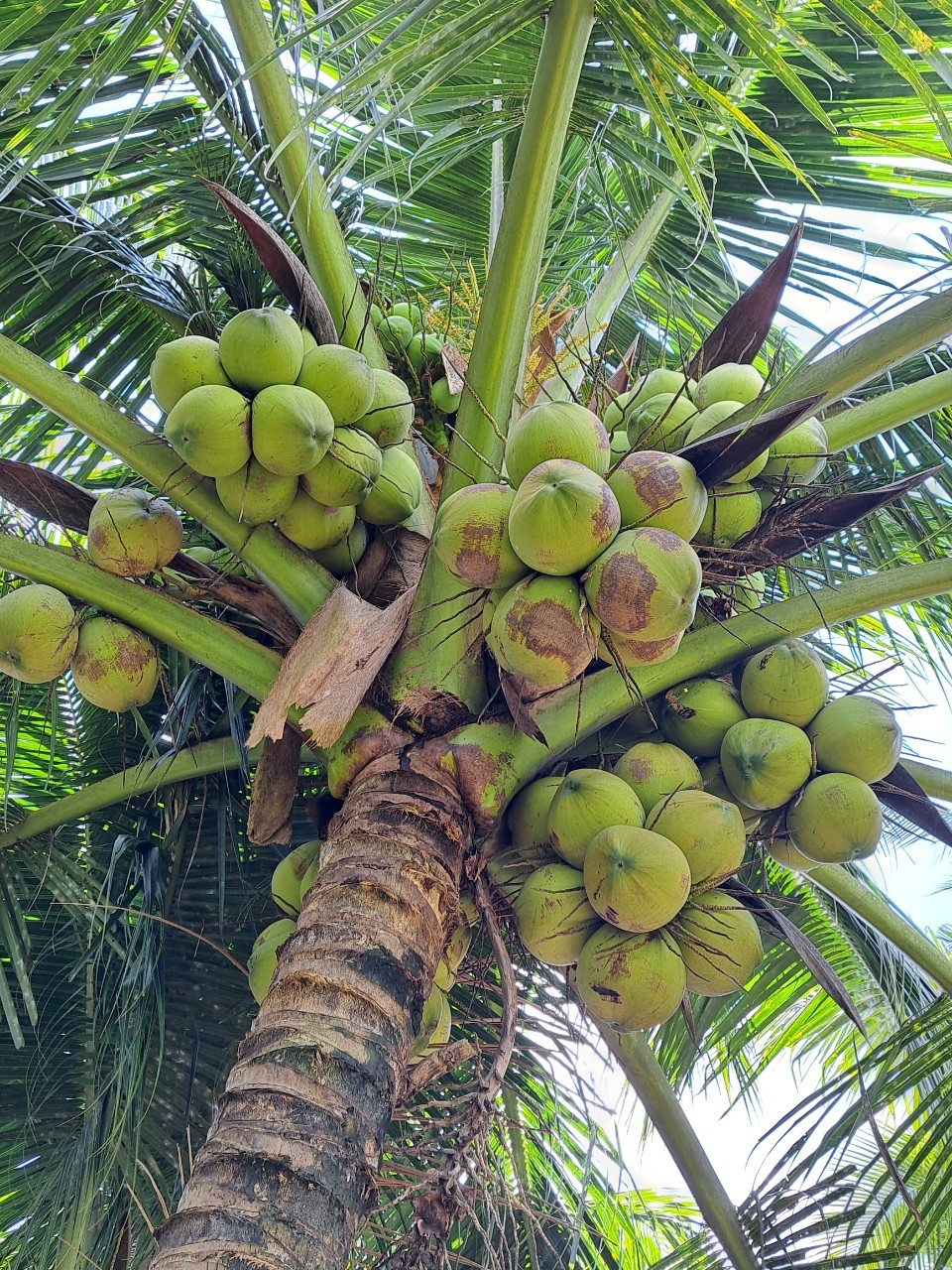 Bản đồ vùng nguyên liệu