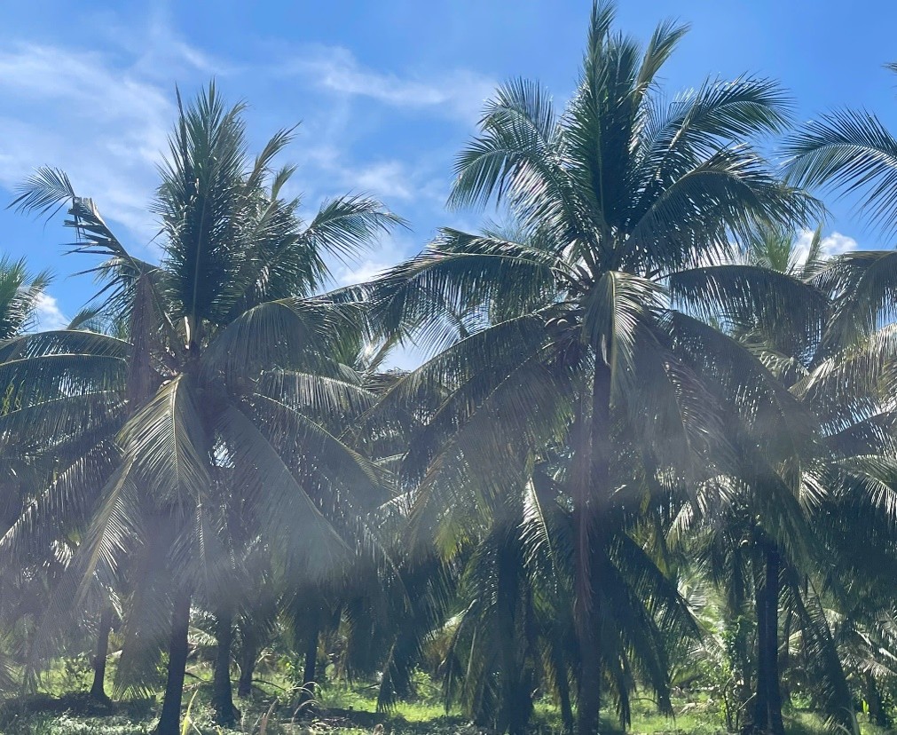 Xã Tân Thới và Xã An Thạnh Thủy, Tỉnh Đồng Tháp