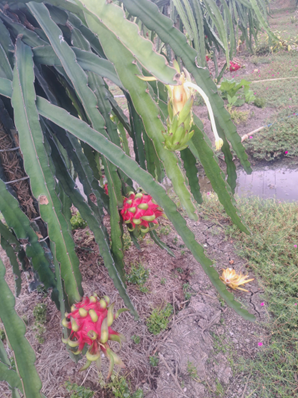 Xã Mỹ Tịnh An và Xã Tân Thuận Bình, Tỉnh Đồng Tháp