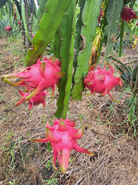 Xã Tân Phước 1, Tỉnh Đồng Tháp