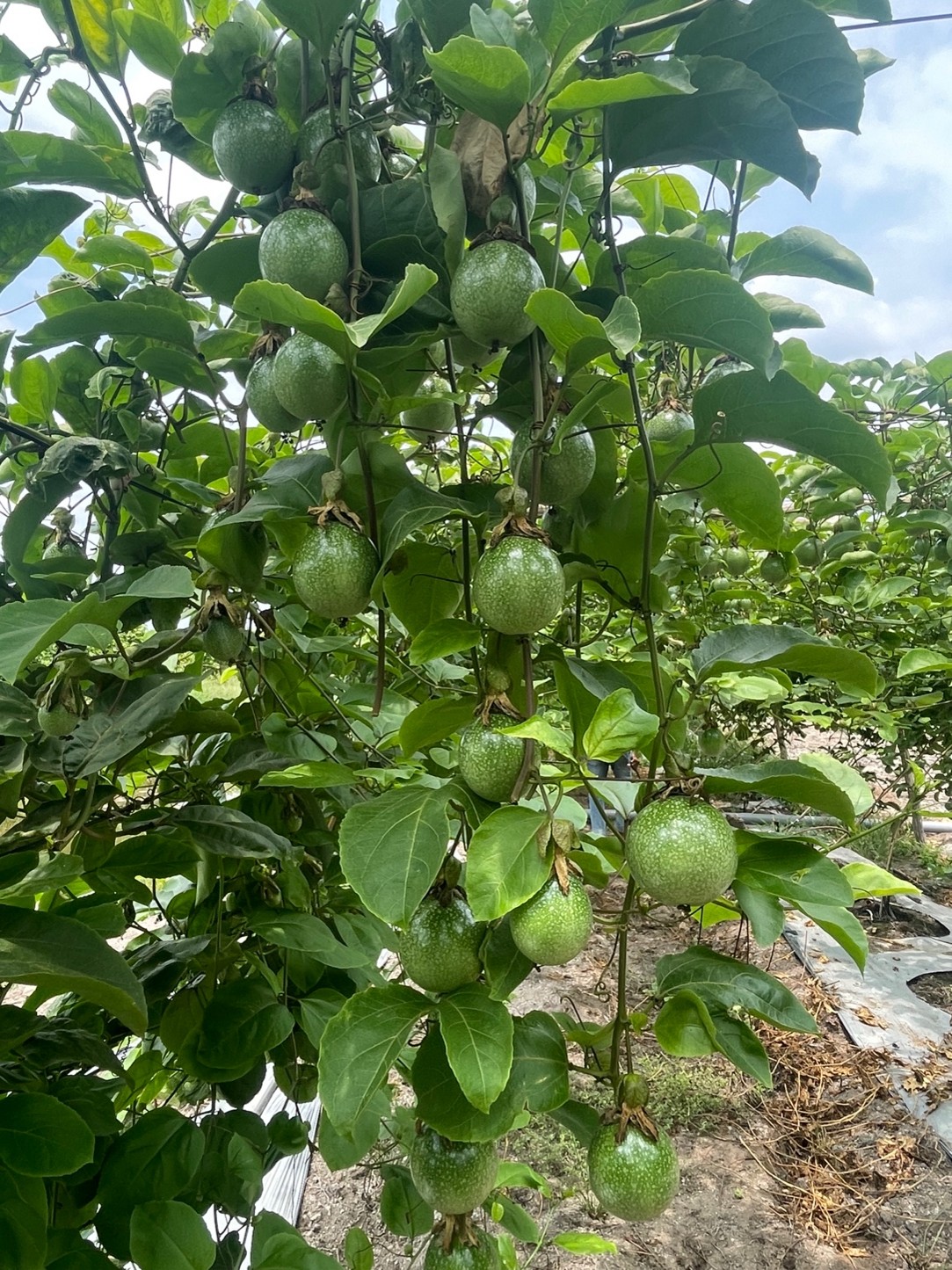 Xã Tân Phước 1, Tỉnh Đồng Tháp	