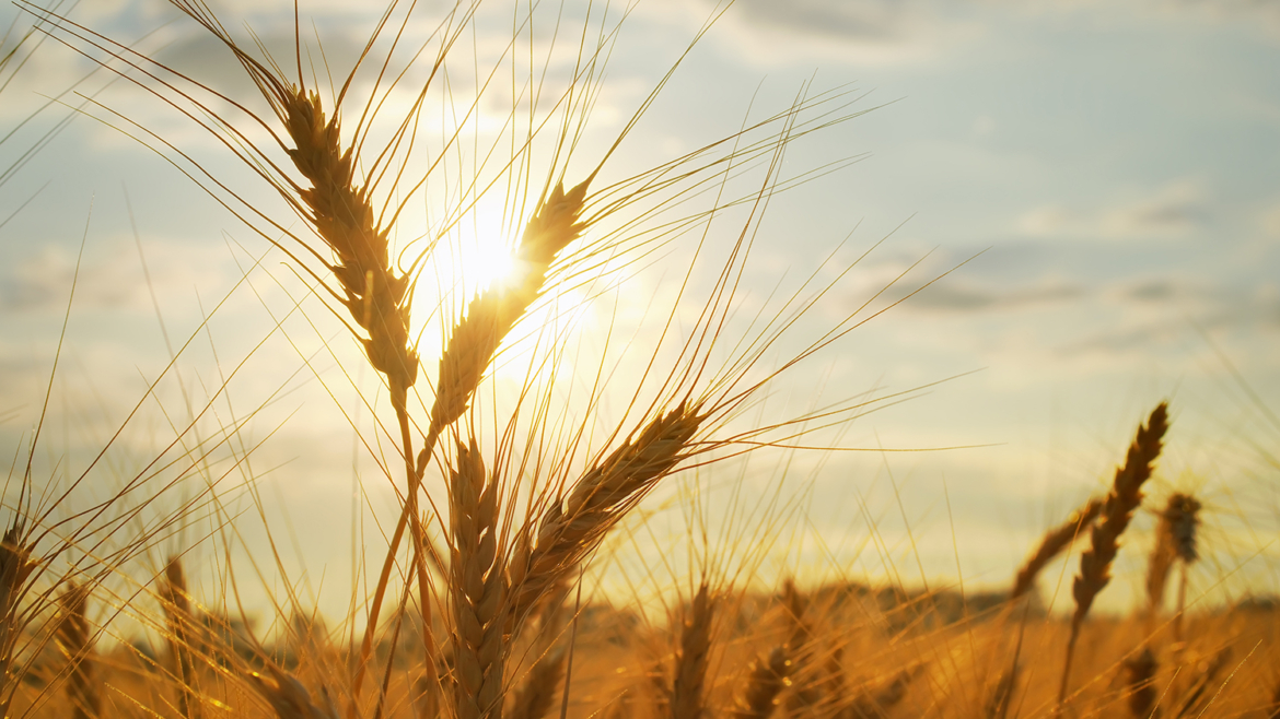 Tiền Giang: Phát triển nông nghiệp hữu cơ và tăng cao chuỗi giá trị nông sản